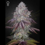 GREEN HOUSE SEED CO. - PERSIAN PIE FEM