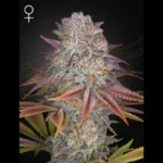 GREEN HOUSE SEED CO. - PULP FRICTION FEM