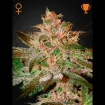 GREEN HOUSE SEED CO. - PURE KUSH FEM