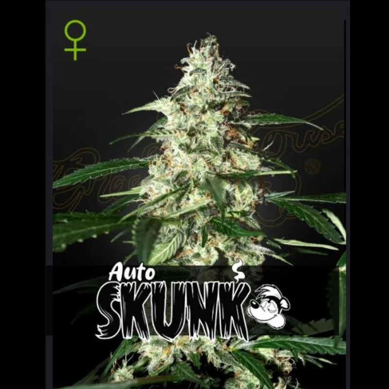 GHS_skunk_auto_plant.webp GREEN HOUSE SEED CO. - SKUNK AUTO FEM - Imagen 1