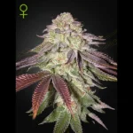 GREEN HOUSE SEED CO. - SUGARLATO AUTO FEM
