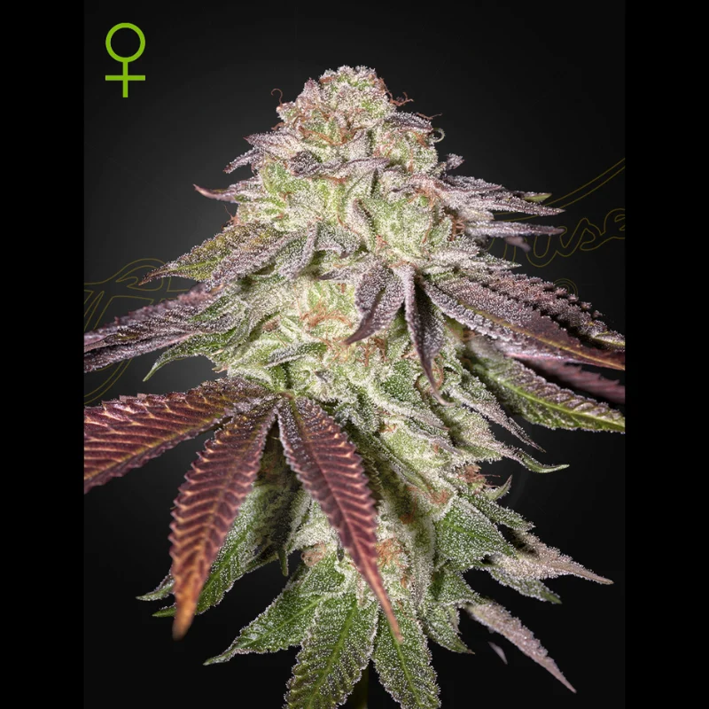 GHS_sugarlato_auto_plant.webp GREEN HOUSE SEED CO. - SUGARLATO AUTO FEM - immagine 1
