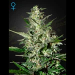 GREEN HOUSE SEED CO. - SUPER CRITICAL AUTOFLOWERING FEM