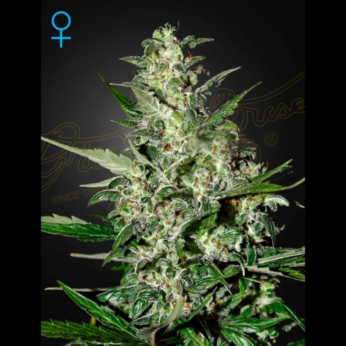 GREEN HOUSE SEED CO. - SUPER CRITICAL AUTOFLOWERING FEM – Image 1