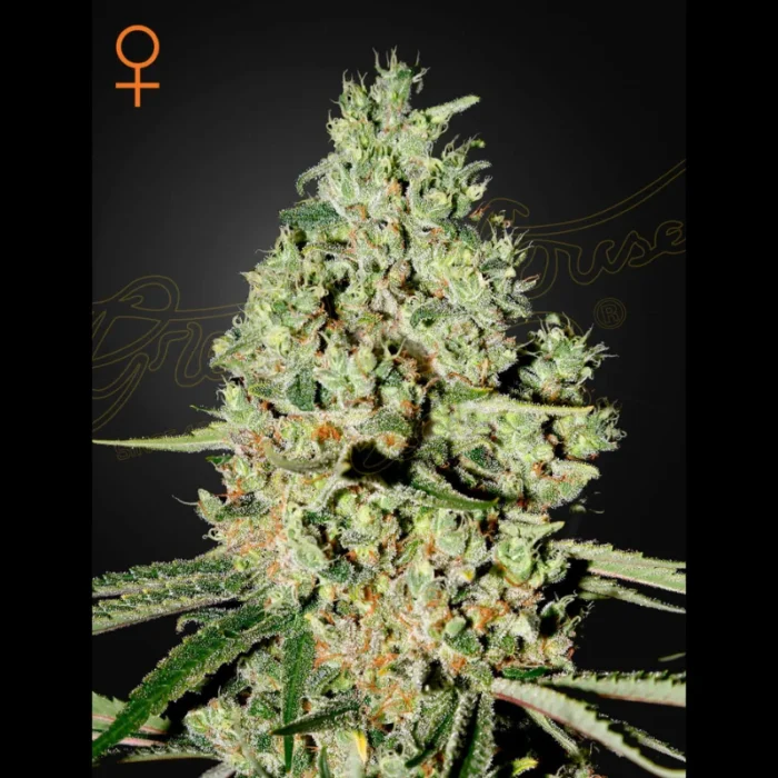 GREEN HOUSE SEED CO. - SUPER CRITICAL FEM – Image 1