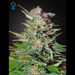 GREEN HOUSE SEED CO. - SUPER LEMON HAZE AUTOFLOWERING FEM