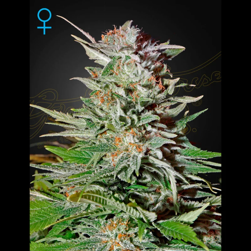 GHS_super_lemon_haze_auto_plant.webp GREEN HOUSE SEED CO. - SUPER LEMON HAZE AUTOFLOWERING FEM – Bild 1