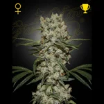 GREEN HOUSE SEED CO. - SUPER LEMON HAZE FEM