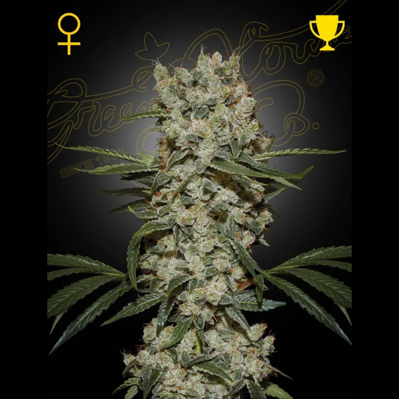GHS_super_lemon_haze_fem_plant.webp GREEN HOUSE SEED CO. - SUPER LEMON HAZE FEM - Image 1