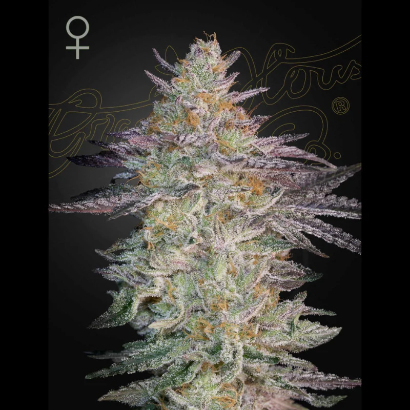 GHS_super_lemon_haze_x_gmo_fem_plant.webp GREEN HOUSE SEED CO. - SUPER LEMON HAZE X GMO FEM - Imagen 1