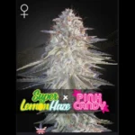 GREEN HOUSE SEED CO. - SUPER LEMON HAZE X PINK CANDY FEM