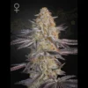 GREEN HOUSE SEED CO. - SUPER LEMON HAZE X RS11 FEM