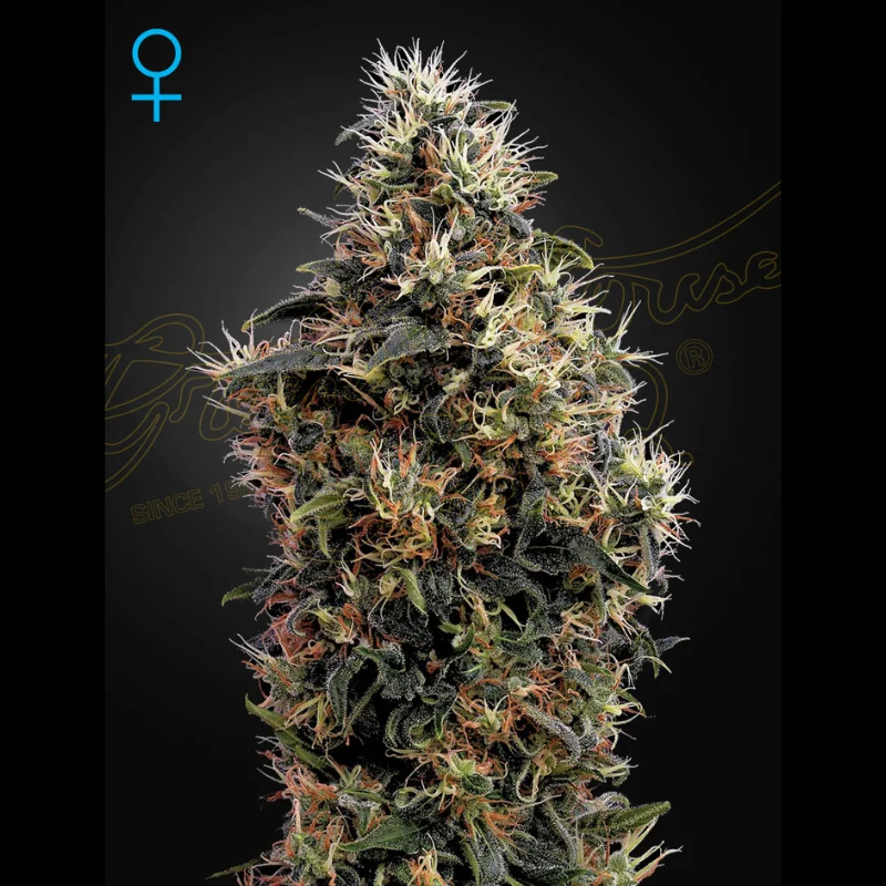 GHS_sweet_mango_auto_plant.webp GREEN HOUSE SEED CO. - SWEET MANGO AUTO FEM – Image 1