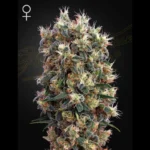 GREEN HOUSE SEED CO. - THE CHURCH FEM