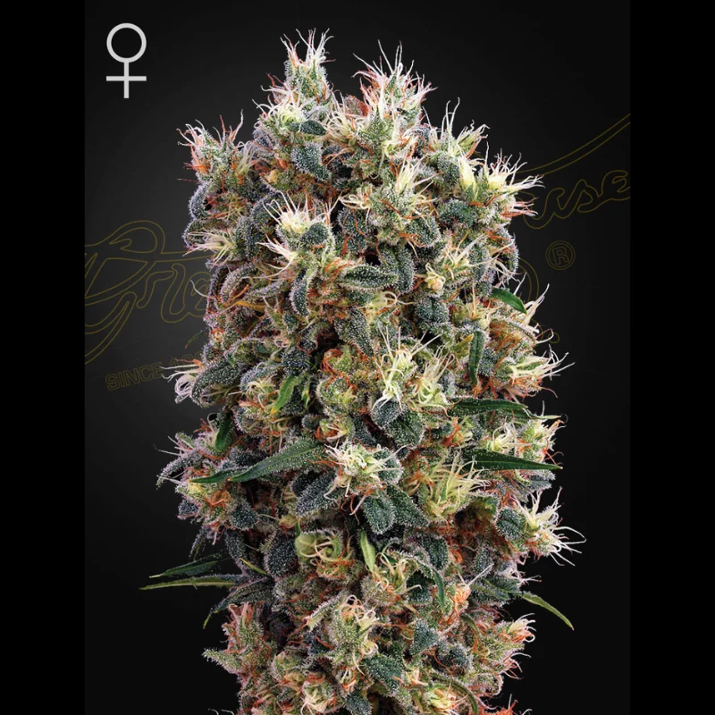 GHS_the_church_fem_plant.webp GREEN HOUSE SEED CO. - THE CHURCH FEM – Image 1