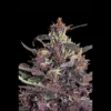 SEEDSALAD - AUTO PURPLE FEM