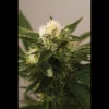 SEEDSALAD - AUTO SOMANGO FEM