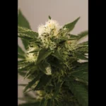 SEEDSALAD - AUTO SOMANGO FEM