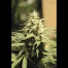 SEEDSALAD - AUTO SUPER SKUNK FEM