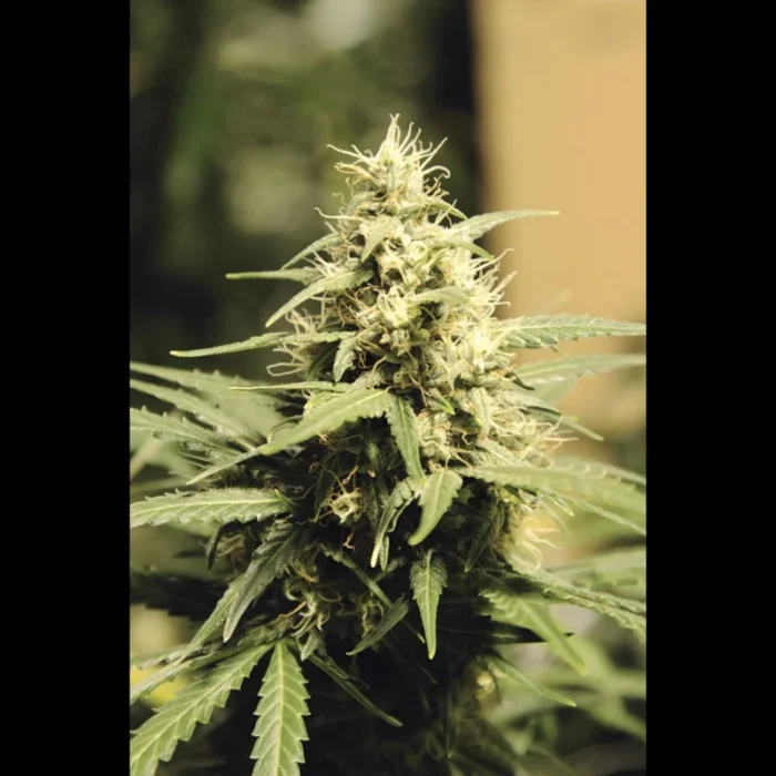 SEEDSALAD - AUTO SUPER SKUNK FEM - Imagen 1