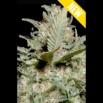 SEEDSALAD - AUTO VOYAGE XXL FEM