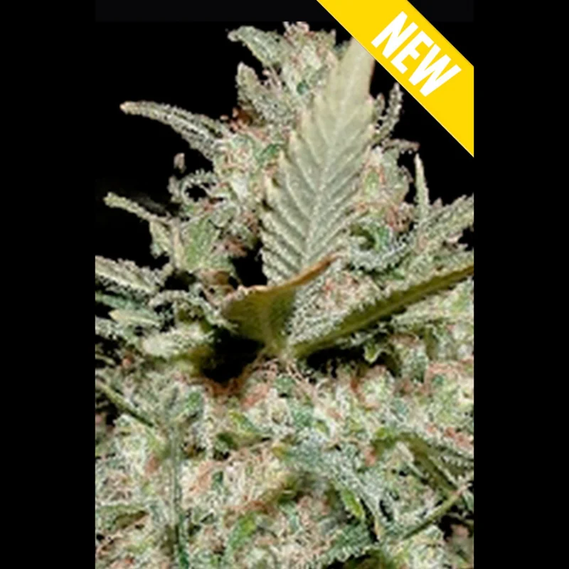 SEX_auto_voyage_xxl_plant.webp SEEDSALAD - AUTO VOYAGE XXL FEM – Bild 1