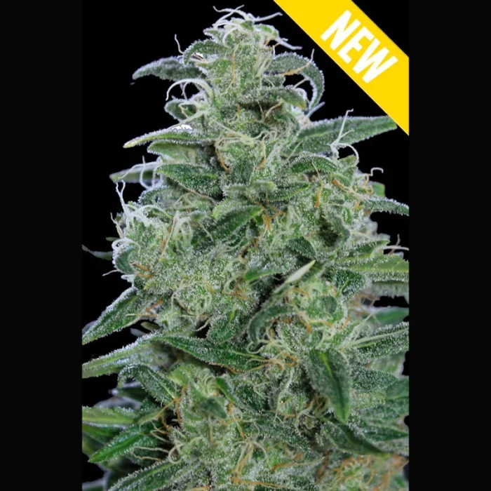 SEEDSALAD - AUTO WHITE WIDOW XXL FEM - Image 1