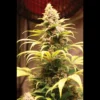 SEEDSALAD - BANANA ICE CREAM XXL FEM (USA STRAIN)