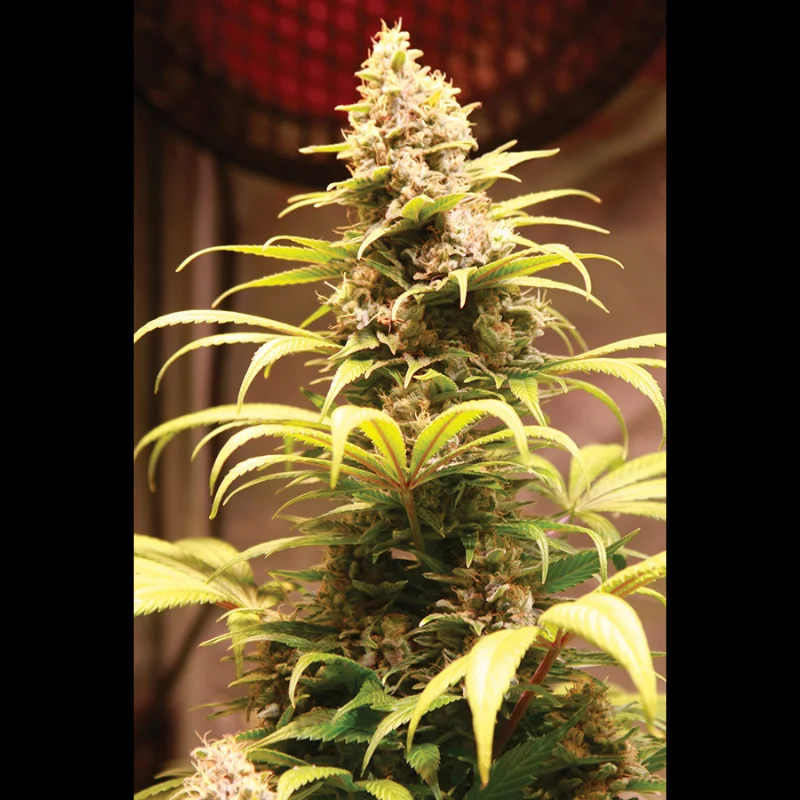 SEX_banana_gelato_xxl_fem_plant.webp SEEDSALAD - BANANE EISCREME XXL FEM (USA STAMM) – Bild 1
