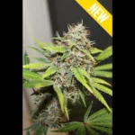 SEEDSALAD - CARAMEL BUD FEM