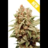 SEEDSALAD - CBGRASS CBG FEM