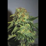 SALADE DE GRAINES - FROMAGE FEM