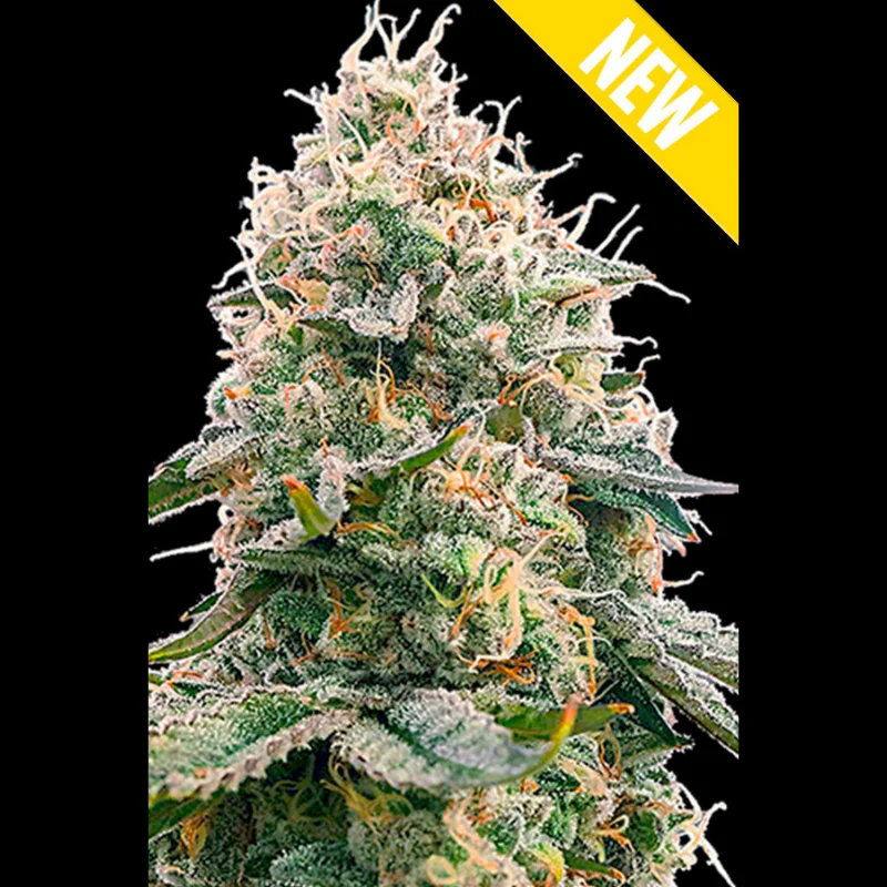 SEX_critical_2_xxl_fem.webp SEEDSALAD - CRITICAL 2.0 XXL FEM - immagine 1