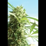 SEEDSALAD - CRITICAL FEM