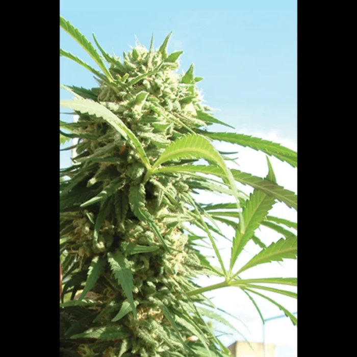 SEEDSALAD - CRITICAL FEM - immagine 1