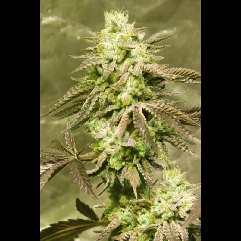 SEX_gorilla_skit_fem_plant.webp SEEDSALAD - GORILLA SKIT FEM (USA STRAIN) – Bild 1