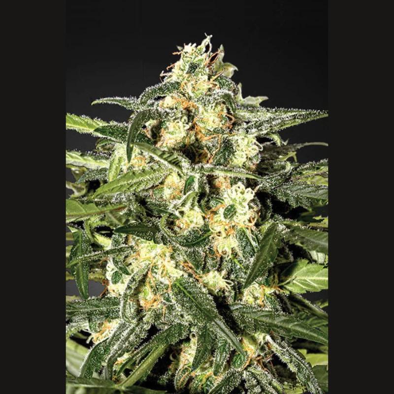 SEX_jack_herer_fem_plant.webp SEEDSALAD - JACK HERER FEM - immagine 1