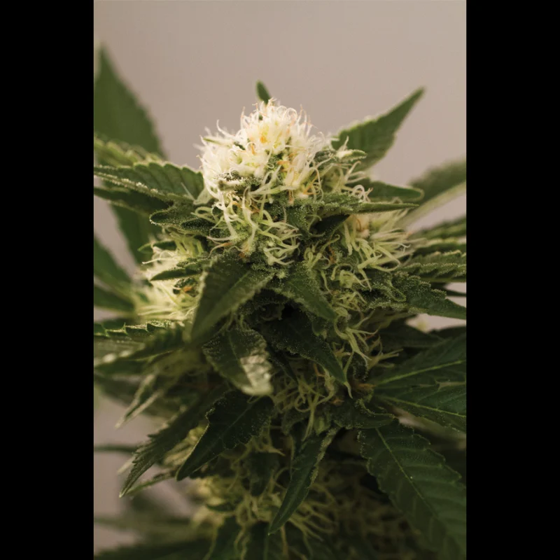SEX_montana_chem_dog_fem_plant.webp SEEDSALAD - MONTANA CHEM DOG FEM – Bild 1