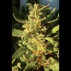 SEEDSALAD - LUZ DEL NORTE FEM