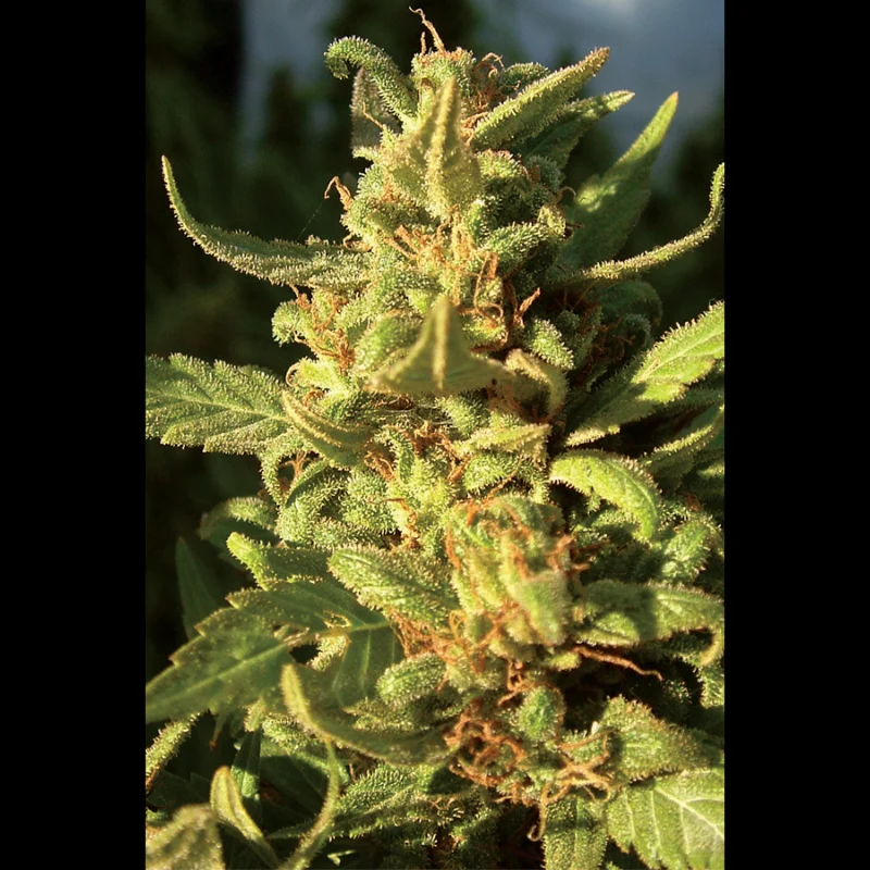 SEX_northern_light_fem_plant.webp SEEDSALAD - LUZ DEL NORTE FEM - Imagen 1