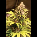 SEEDSALAD - OBAMA ICE CREAM FEM (USA STRAIN)