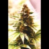 SEEDSALAD - PAPAYA COOKIES FEM (VARIEDAD USA)