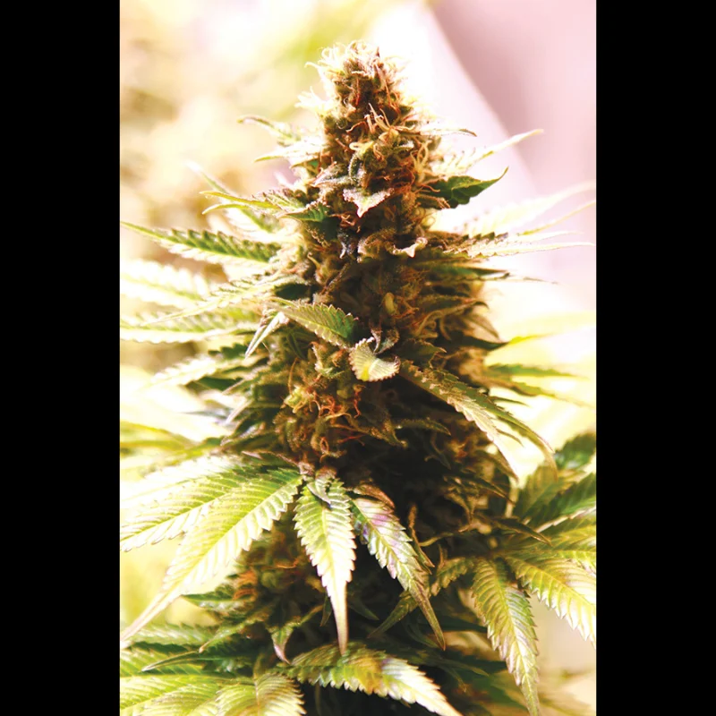 SEX_papaya_cookies_fem_plant.webp SEEDSALAD - PAPAYA COOKIES FEM (USA STRAIN) – Image 1