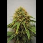 SEEDSALAD - REINA MADRE