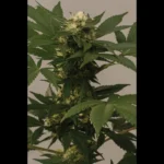 SEEDSALAD - ENTSPANNEN CBD FEM