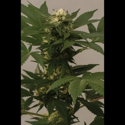 SEEDSALAD - RELAX CBD FEM | 100 SEMI - immagine 2