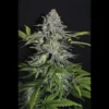 SEEDSALAD - SUPER SKUNK FEM