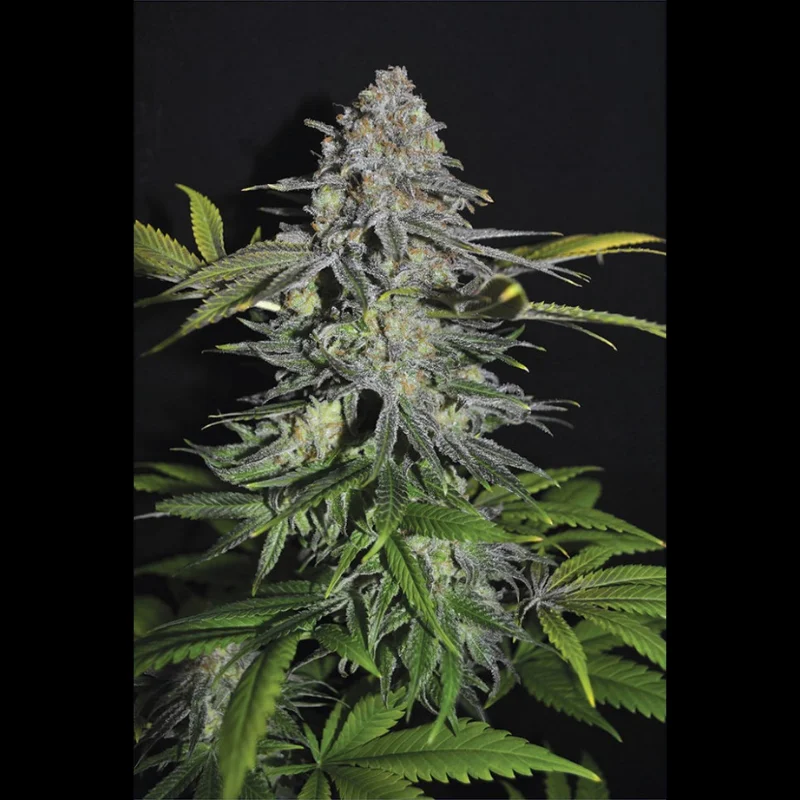 SEX_super_skunk_fem_plant.webp SEEDSALAD - SUPER SKUNK FEM – Image 1