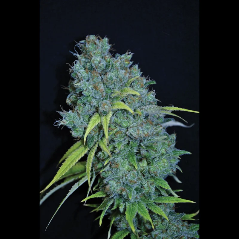 SEX_sweet_grapefruit_fem_plant.webp SEEDSALAD - FEM DOUCE DE PAMPLEMOUSSE – Image 1