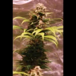 SEEDSALAD - WEDDING FRUIT FEM (USA STRAIN)